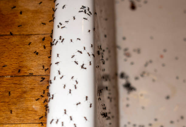 Reliable Searcy, AR Pest Control Solutions