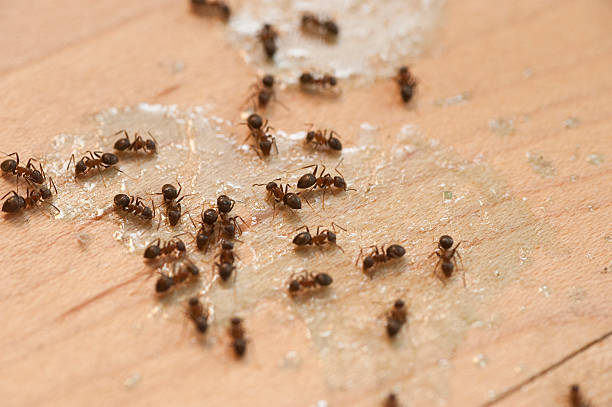 Best Pest Control Near Me  in Secy, AR