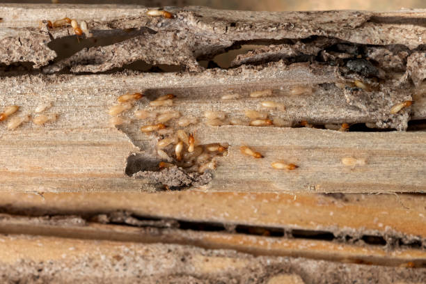 Best Local Pest Control Services  in Secy, AR